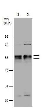 Western blot - Anti-RUNX1 / AML1 antibody (AB229482)