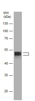 Western blot - Anti-RUNX1 / AML1 antibody (AB229482)