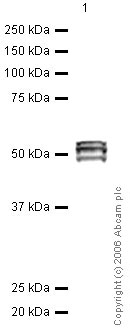 Western blot - Anti-RUNX1 / AML1 antibody (AB23980), expandable thumbnail