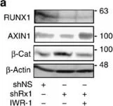 Western blot - Anti-RUNX1 / AML1 antibody (AB23980)