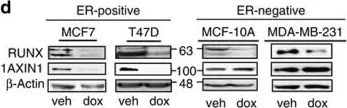 Western blot - Anti-RUNX1 / AML1 antibody (AB23980)