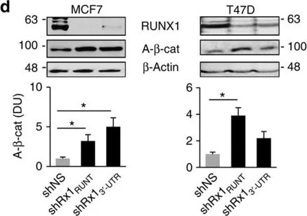 Western blot - Anti-RUNX1 / AML1 antibody (AB23980)