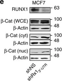 Western blot - Anti-RUNX1 / AML1 antibody (AB23980)