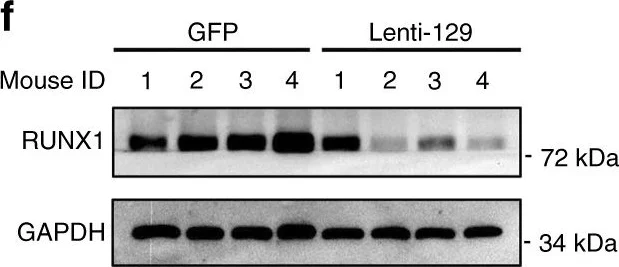 Western blot - Anti-RUNX1 / AML1 antibody (AB35962)