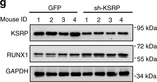 Western blot - Anti-RUNX1 / AML1 antibody (AB35962)