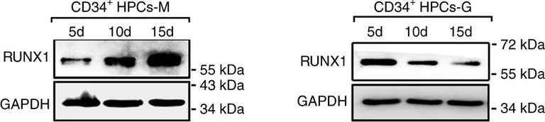 Western blot - Anti-RUNX1 / AML1 antibody (AB35962)