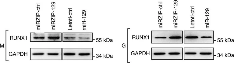 Western blot - Anti-RUNX1 / AML1 antibody (AB35962)