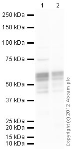Western blot - Anti-RUNX1 / AML1 antibody (AB35962)
