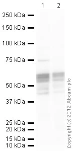 Western blot - Anti-RUNX1 / AML1 antibody (AB35962)