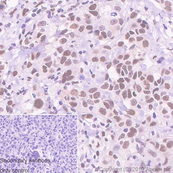 Immunohistochemistry (Formalin/PFA-fixed paraffin-embedded sections) - Anti-RUNX1 / AML1 antibody [EPR23044-100] (AB240639)