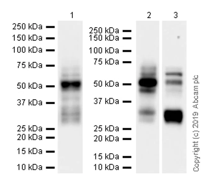 Western blot - Anti-RUNX1 / AML1 antibody [EPR23044-100] (AB240639)