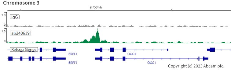 ChIC/CUT&RUN sequencing - Anti-RUNX1 / AML1 antibody [EPR23044-100] - BSA and Azide free (AB264471)