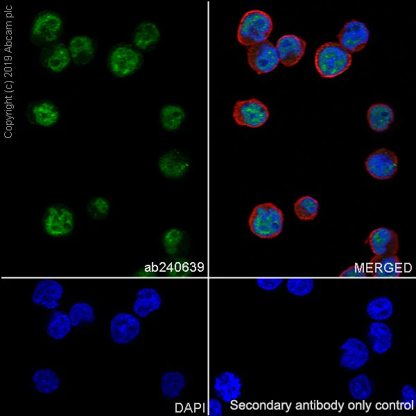 Immunocytochemistry/ Immunofluorescence - Anti-RUNX1 / AML1 antibody [EPR23044-100] - BSA and Azide free (AB264471)
