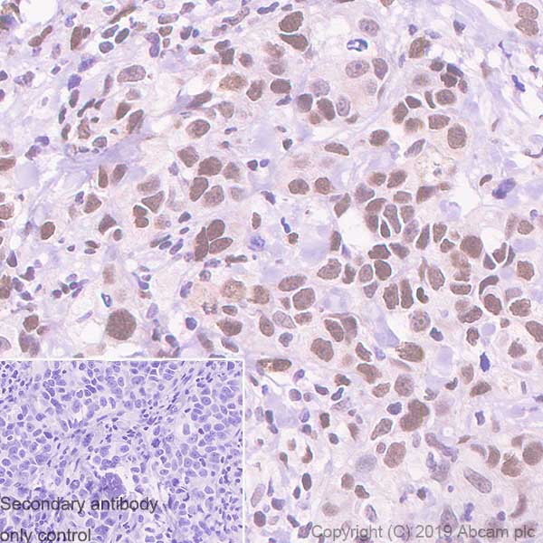 Immunohistochemistry (Formalin/PFA-fixed paraffin-embedded sections) - Anti-RUNX1 / AML1 antibody [EPR23044-100] - BSA and Azide free (AB264471)