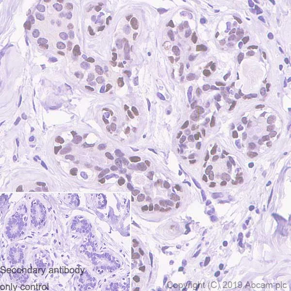 Immunohistochemistry (Formalin/PFA-fixed paraffin-embedded sections) - Anti-RUNX1 / AML1 antibody [EPR23044-100] - BSA and Azide free (AB264471)