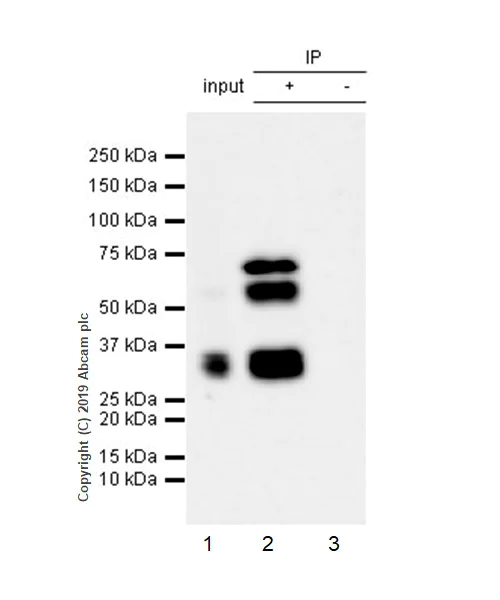 Immunoprecipitation - Anti-RUNX1 / AML1 antibody [EPR23044-100] - BSA and Azide free (AB264471)