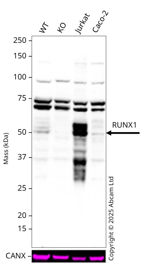 Western blot - Anti-RUNX1 / AML1 antibody [EPR23044-100] - BSA and Azide free (AB264471)