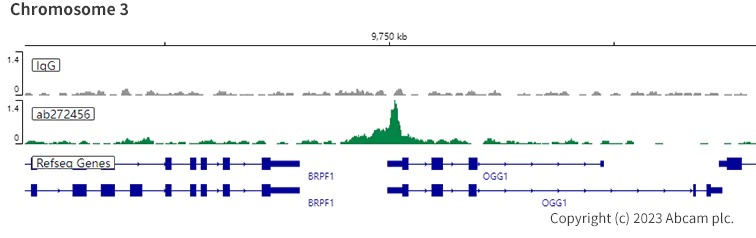 ChIC/CUT&RUN sequencing - Anti-RUNX1 / AML1 antibody [EPR23309-113] - ChIP Grade (AB272456)
