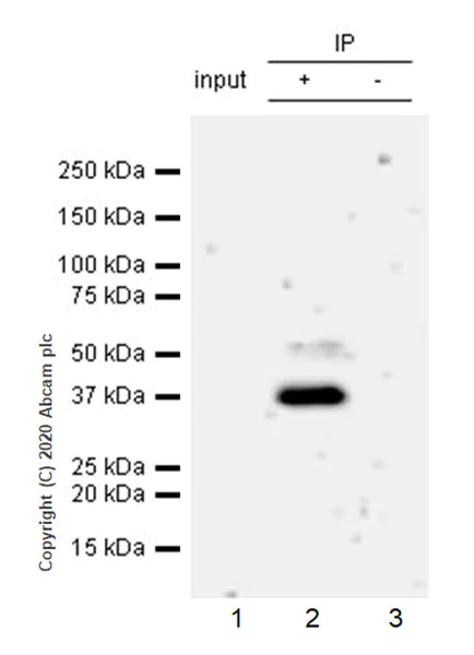 Immunoprecipitation - Anti-RUNX1 / AML1 antibody [EPR23309-113] - ChIP Grade (AB272456)