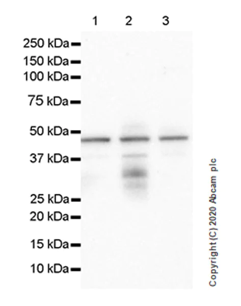 Western blot - Anti-RUNX1 / AML1 antibody [EPR23309-113] - ChIP Grade (AB272456)