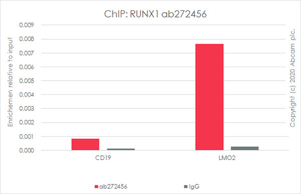 ChIP - Anti-RUNX1 / AML1 antibody [EPR23309-113] - ChIP Grade - BSA and Azide free (AB272458), expandable thumbnail