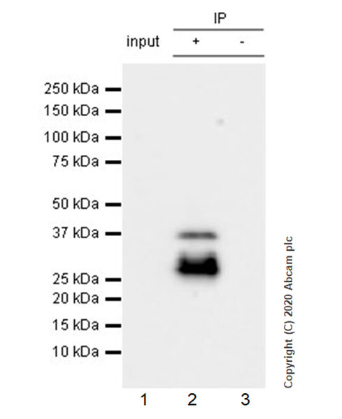 Immunoprecipitation - Anti-RUNX1 / AML1 antibody [EPR23309-113] - ChIP Grade - BSA and Azide free (AB272458), expandable thumbnail