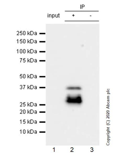 Immunoprecipitation - Anti-RUNX1 / AML1 antibody [EPR23309-113] - ChIP Grade - BSA and Azide free (AB272458)