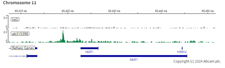 ChIC/CUT&RUN sequencing - Anti-RUNX1 / AML1 antibody [RM1089] (AB315398)