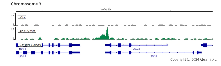 ChIC/CUT&RUN sequencing - Anti-RUNX1 / AML1 antibody [RM1089] - BSA and Azide free (AB315399)