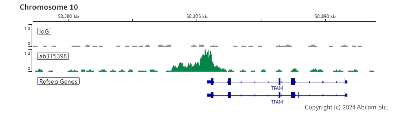 ChIC/CUT&RUN sequencing - Anti-RUNX1 / AML1 antibody [RM1089] - BSA and Azide free (AB315399)