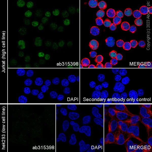 Immunocytochemistry/ Immunofluorescence - Anti-RUNX1 / AML1 antibody [RM1089] - BSA and Azide free (AB315399)