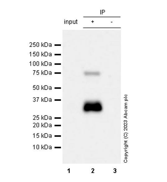 Immunoprecipitation - Anti-RUNX1 / AML1 antibody [RM1089] - BSA and Azide free (AB315399)