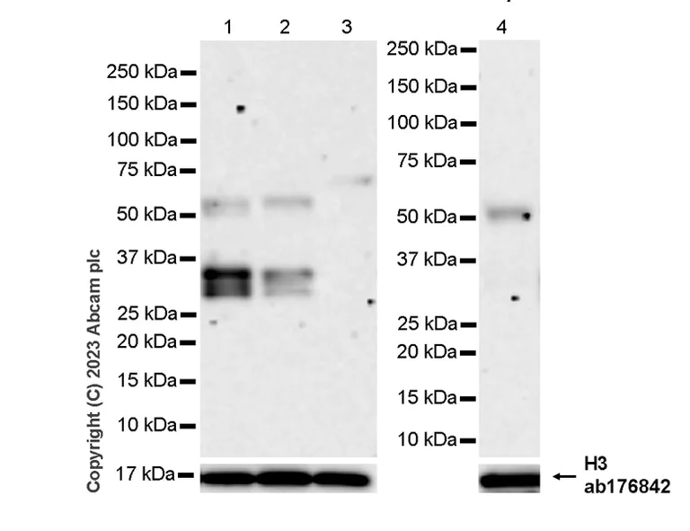Western blot - Anti-RUNX1 / AML1 antibody [RM1089] - BSA and Azide free (AB315399)