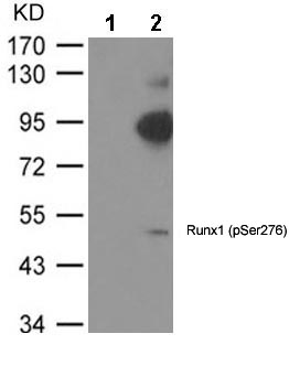 Western blot - Anti-RUNX1 / AML1 (phospho S276) antibody (AB182659)
