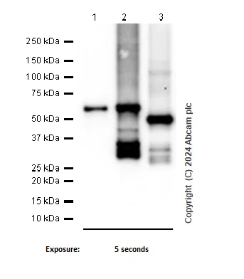 Western blot - Anti-RUNX1 / AML1 + RUNX3 + RUNX2 antibody [EPR3098] (AB133261)