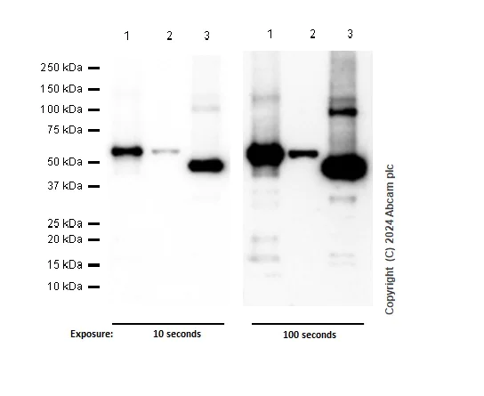 Western blot - Anti-RUNX1 / AML1 + RUNX3 + RUNX2 antibody [EPR3099] (AB92336)