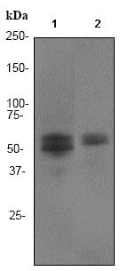 Western blot - Anti-RUNX1 / AML1 + RUNX3 + RUNX2 antibody [EPR3099] (AB92336)