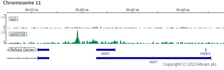 ChIC/CUT&RUN sequencing - Anti-RUNX1 / AML1 + RUNX3 + RUNX2 antibody [EPR3099] - BSA and Azide free (ab220117), expandable thumbnail