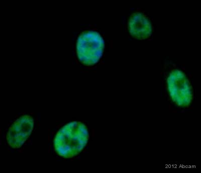 Immunocytochemistry/ Immunofluorescence - Anti-RUNX1 / AML1 + RUNX3 + RUNX2 antibody [EPR3099] - BSA and Azide free (AB220117), expandable thumbnail