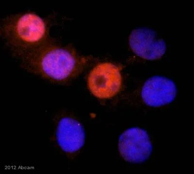 Immunocytochemistry/ Immunofluorescence - Anti-RUNX1 / AML1 + RUNX3 + RUNX2 antibody [EPR3099] - BSA and Azide free (AB220117)