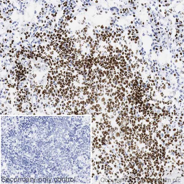 Immunohistochemistry (Frozen sections) - Anti-RUNX1 / AML1 + RUNX3 + RUNX2 antibody [EPR3099] - BSA and Azide free (AB220117)