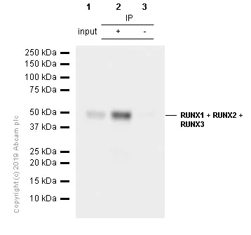 Immunoprecipitation - Anti-RUNX1 / AML1 + RUNX3 + RUNX2 antibody [EPR3099] - BSA and Azide free (AB220117)