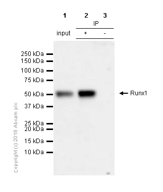 Immunoprecipitation - Anti-RUNX1 / AML1 + RUNX3 + RUNX2 antibody [EPR3099] - BSA and Azide free (AB220117)