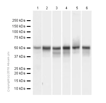 Western blot - Anti-RUNX1 / AML1 + RUNX3 + RUNX2 antibody [EPR3099] - BSA and Azide free (AB220117)