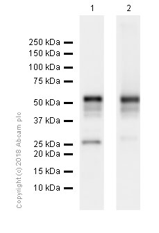 Western blot - Anti-RUNX1 / AML1 + RUNX3 + RUNX2 antibody [EPR3099] - BSA and Azide free (AB220117), expandable thumbnail