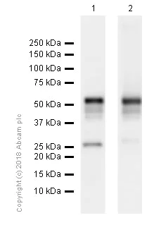 Western blot - Anti-RUNX1 / AML1 + RUNX3 + RUNX2 antibody [EPR3099] - BSA and Azide free (AB220117)