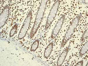 Immunohistochemistry (Formalin/PFA-fixed paraffin-embedded sections) - Anti-RUNX1 / AML1+RUNX3+RUNX2 antibody [EPR3098] - BSA and Azide free (ab248432), expandable thumbnail