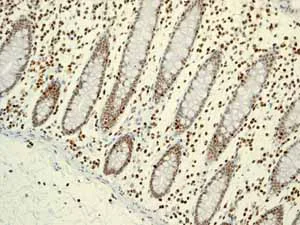 Immunohistochemistry (Formalin/PFA-fixed paraffin-embedded sections) - Anti-RUNX1 / AML1+RUNX3+RUNX2 antibody [EPR3098] - BSA and Azide free (AB248432)