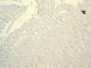 Immunohistochemistry (Formalin/PFA-fixed paraffin-embedded sections) - Anti-RUNX1 / AML1+RUNX3+RUNX2 antibody [EPR3098] - BSA and Azide free (AB248432)