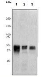 Western blot - Anti-RUNX1 / AML1+RUNX3+RUNX2 antibody [EPR3098] - BSA and Azide free (AB248432)